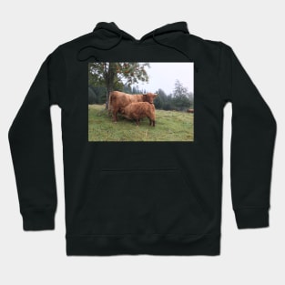 Scottish Highland Cattle Cow and Calf 1534 Hoodie